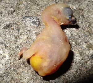 Gouldian baby tossed out and died