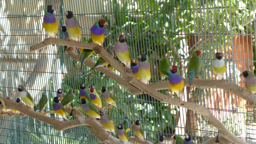 Lady Gouldian Finches