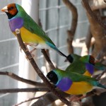 Male gouldian redhead and blackhead normal green back