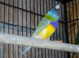 Gouldian stargazing picture