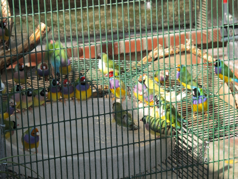 Gouldians bath station   