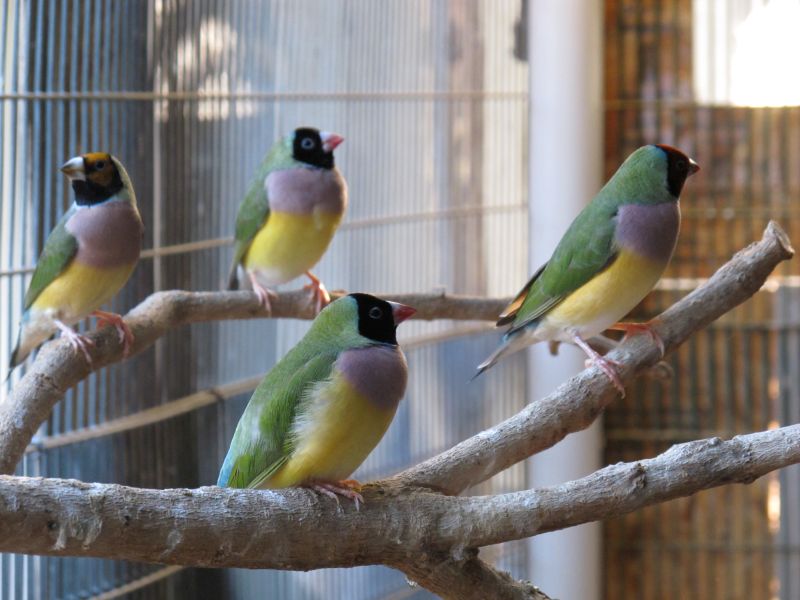 Gouldian females black headed  normal green   