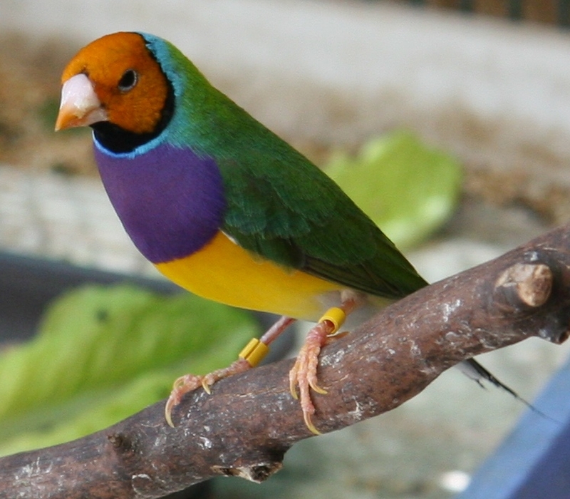 Male gouldian orange head purple chest normal green back   