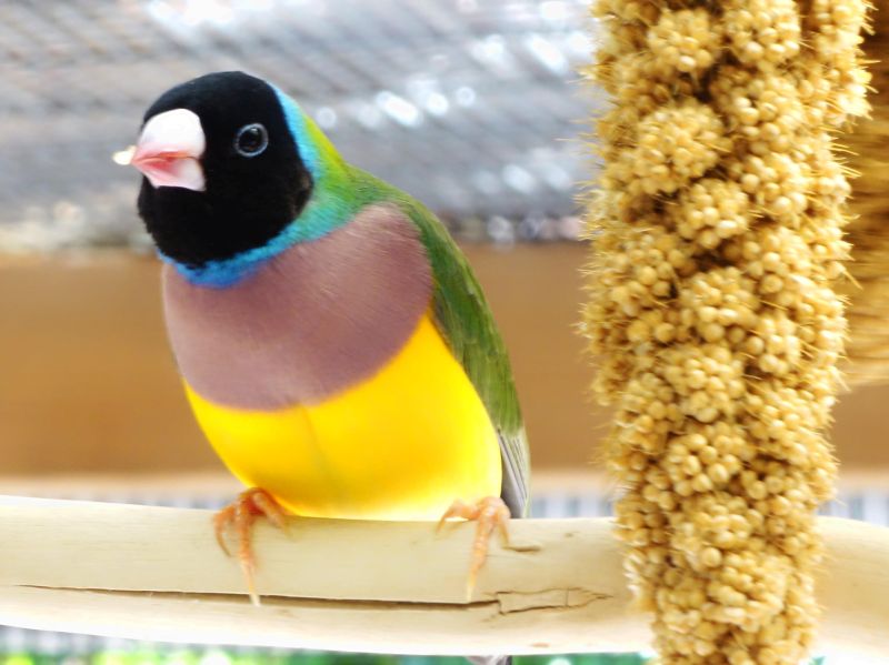F-BH-GB Millet      
