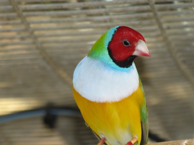 Male_wb_rd          