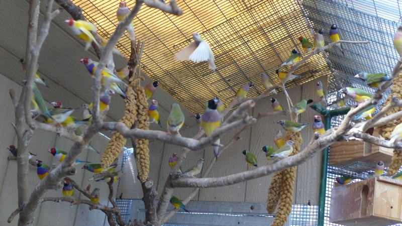 Gouldian finches group 2         
