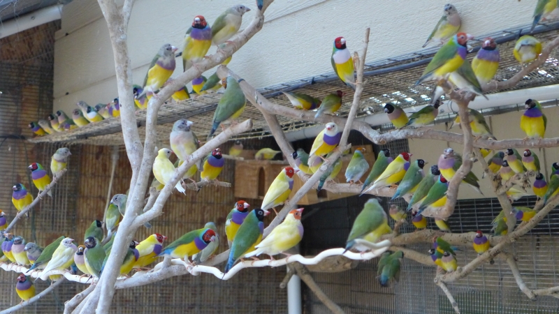 Gouldian finches group         